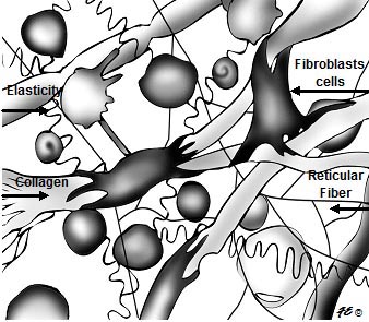 Fibroblast Cells FlexEffect Facialbuilding